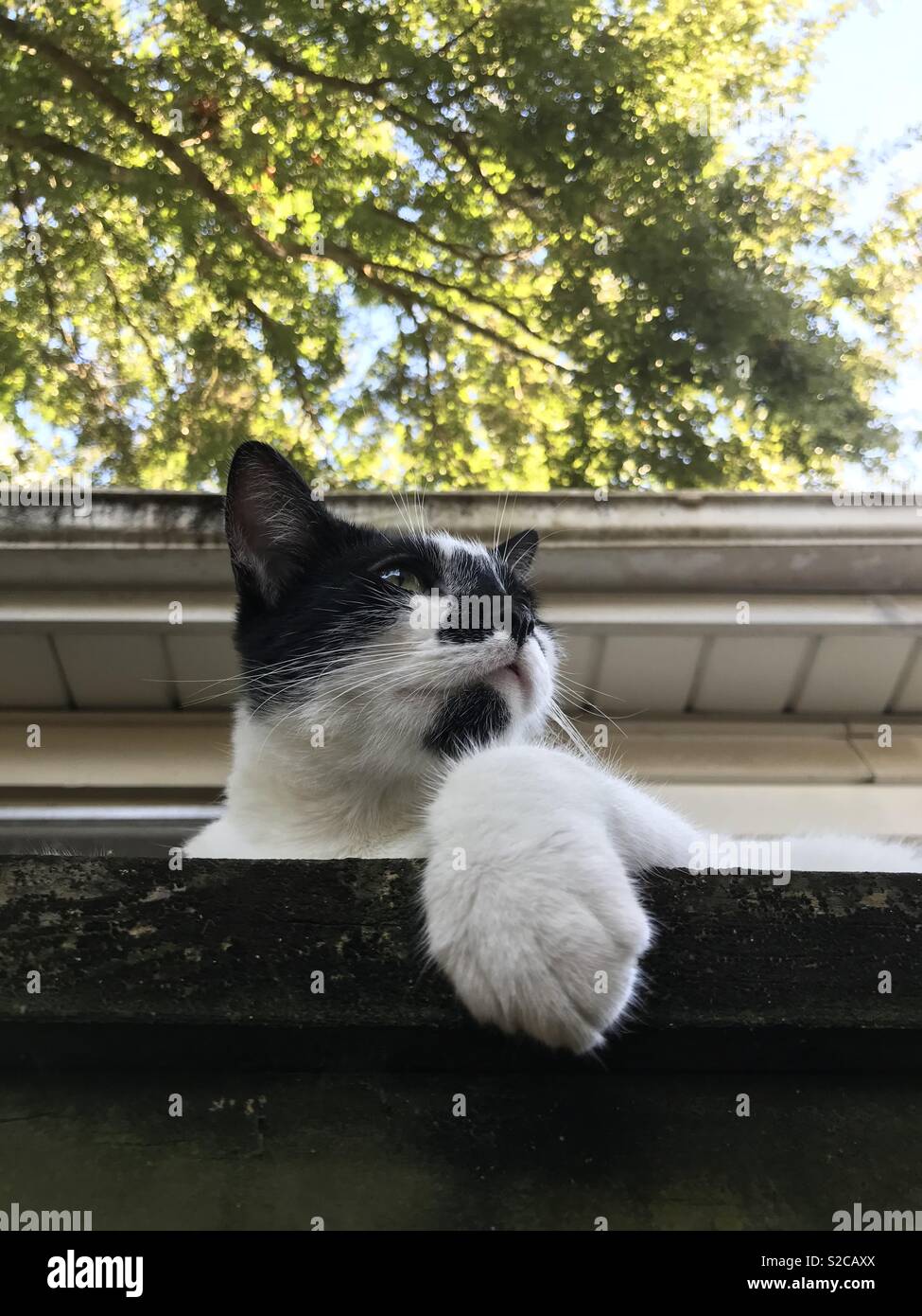 Cat on a fence Stock Photo - Alamy