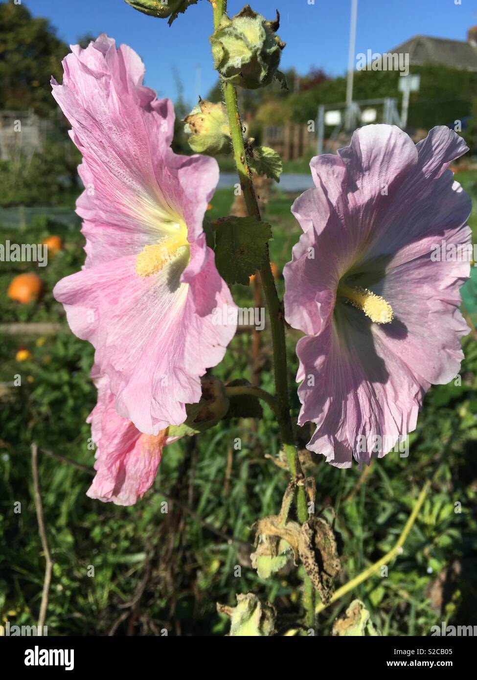 Double Hollyhocks High Resolution Stock Photography and Images - Alamy