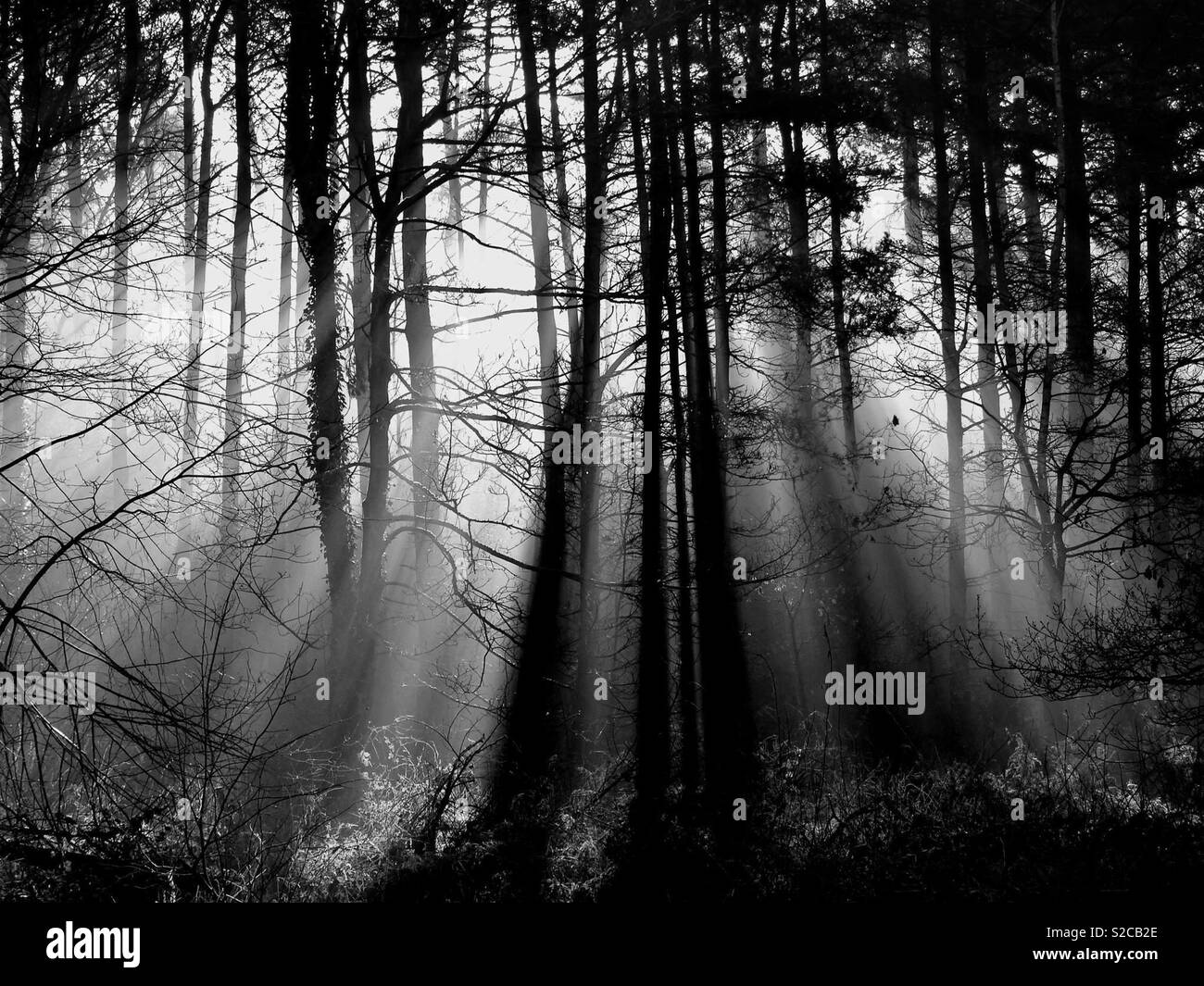 Forest black and white Stock Photo Alamy
