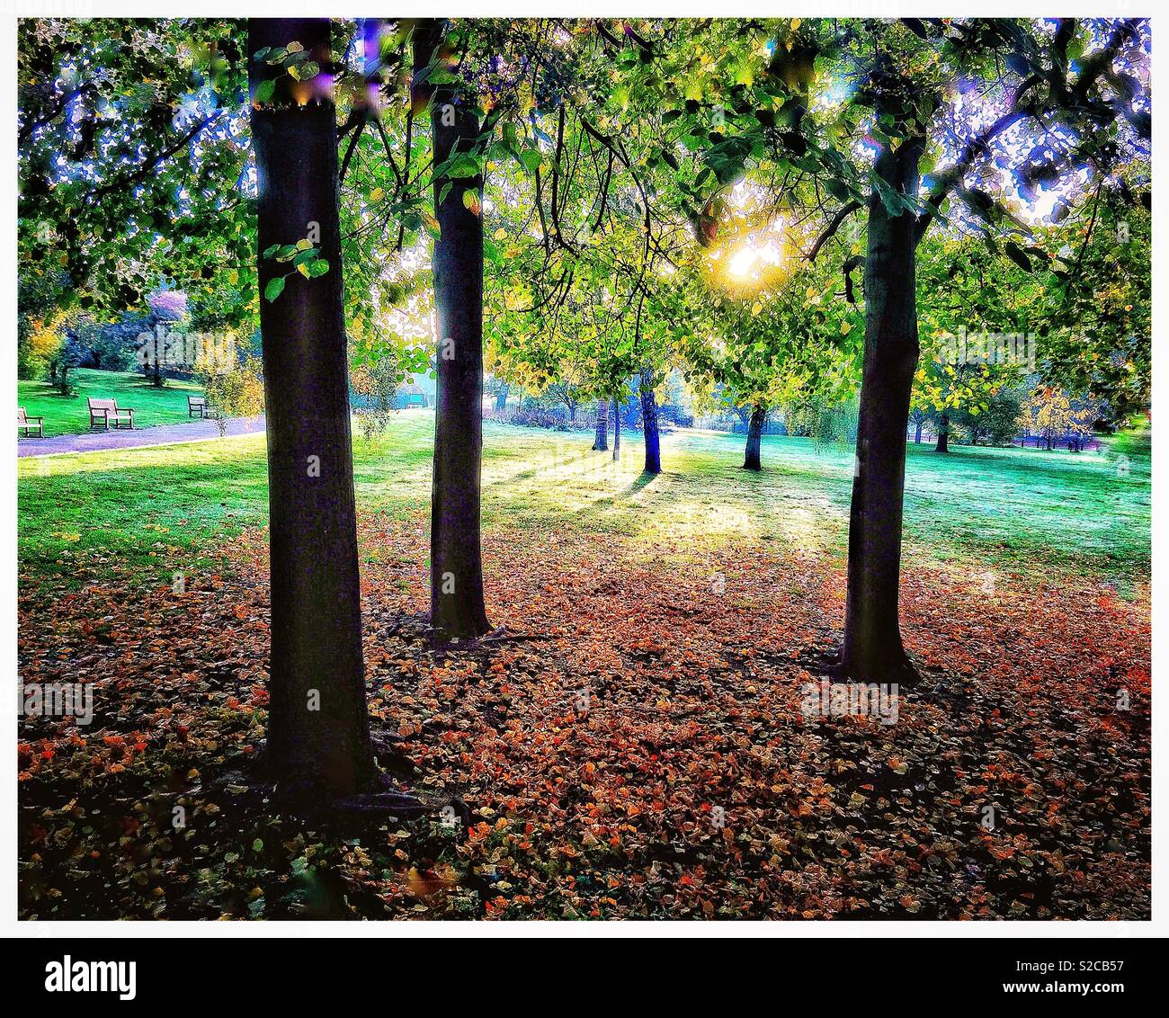 Autumn in Hyde Park. - Smartphone Captured Stock Image