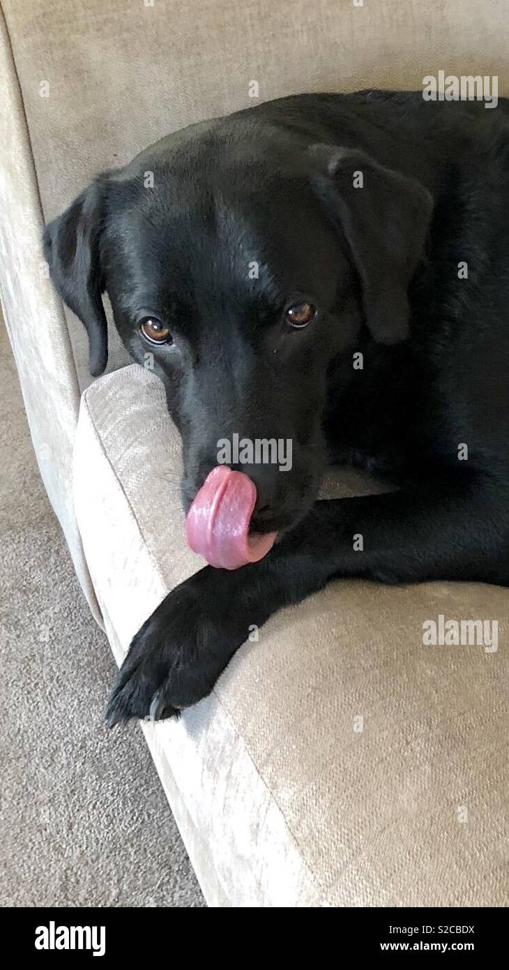 Labrador tongue out hires stock photography and images Alamy