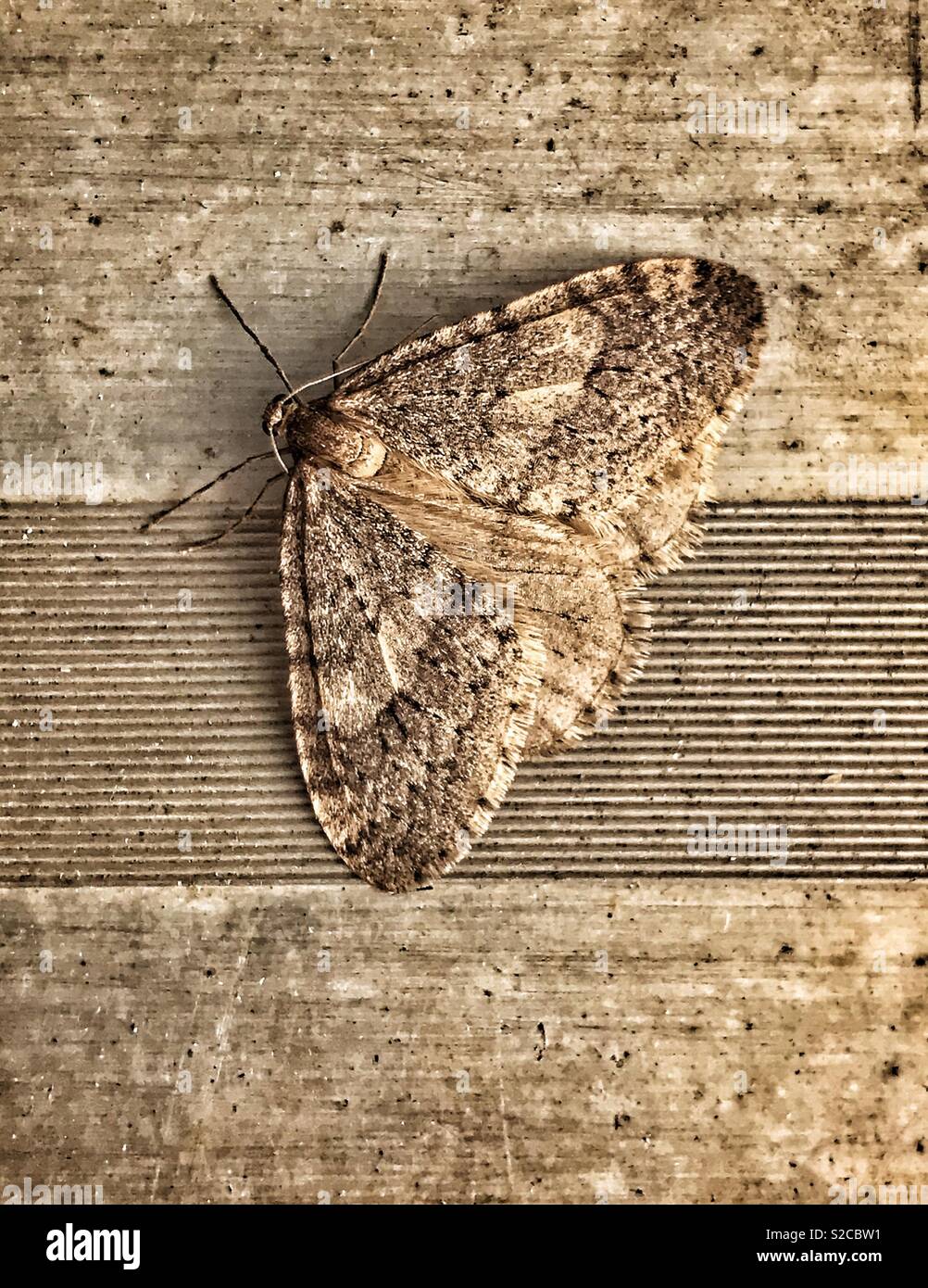 Textures and patterns - a moth blending in with the concrete. - Smartphone Captured Stock Image