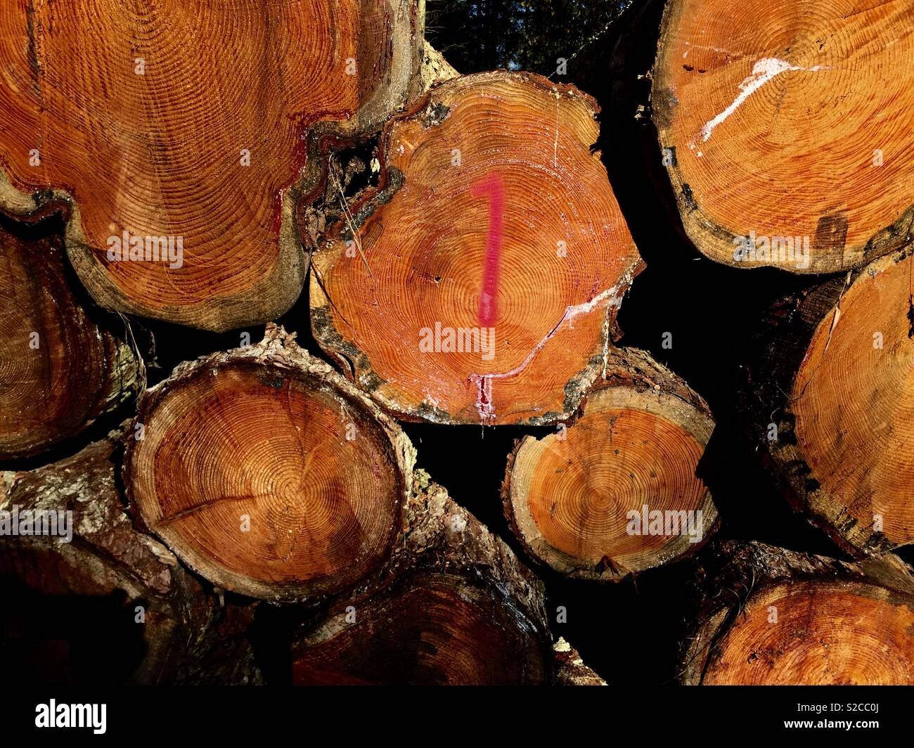 Number one. Douglas fir timber lot. Stock Photo