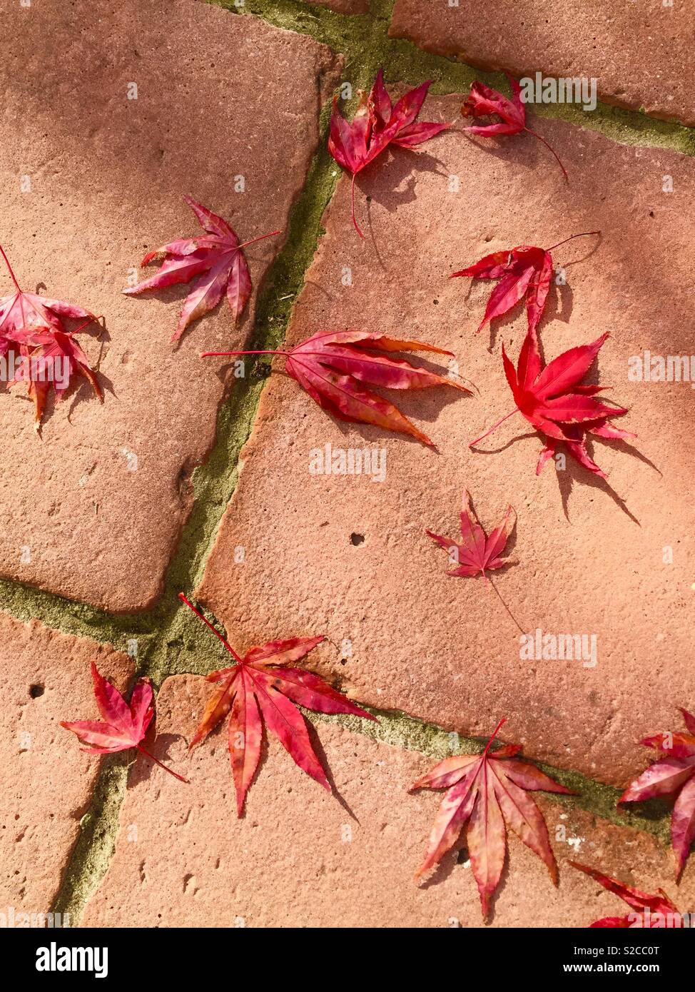 Autumn leaves on terracotta. - Smartphone Captured Stock Image