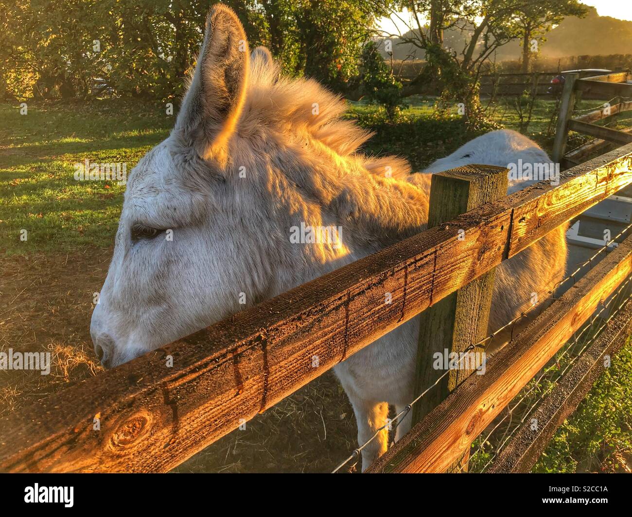 Donkey standing by a fence, early morning Stock Photo