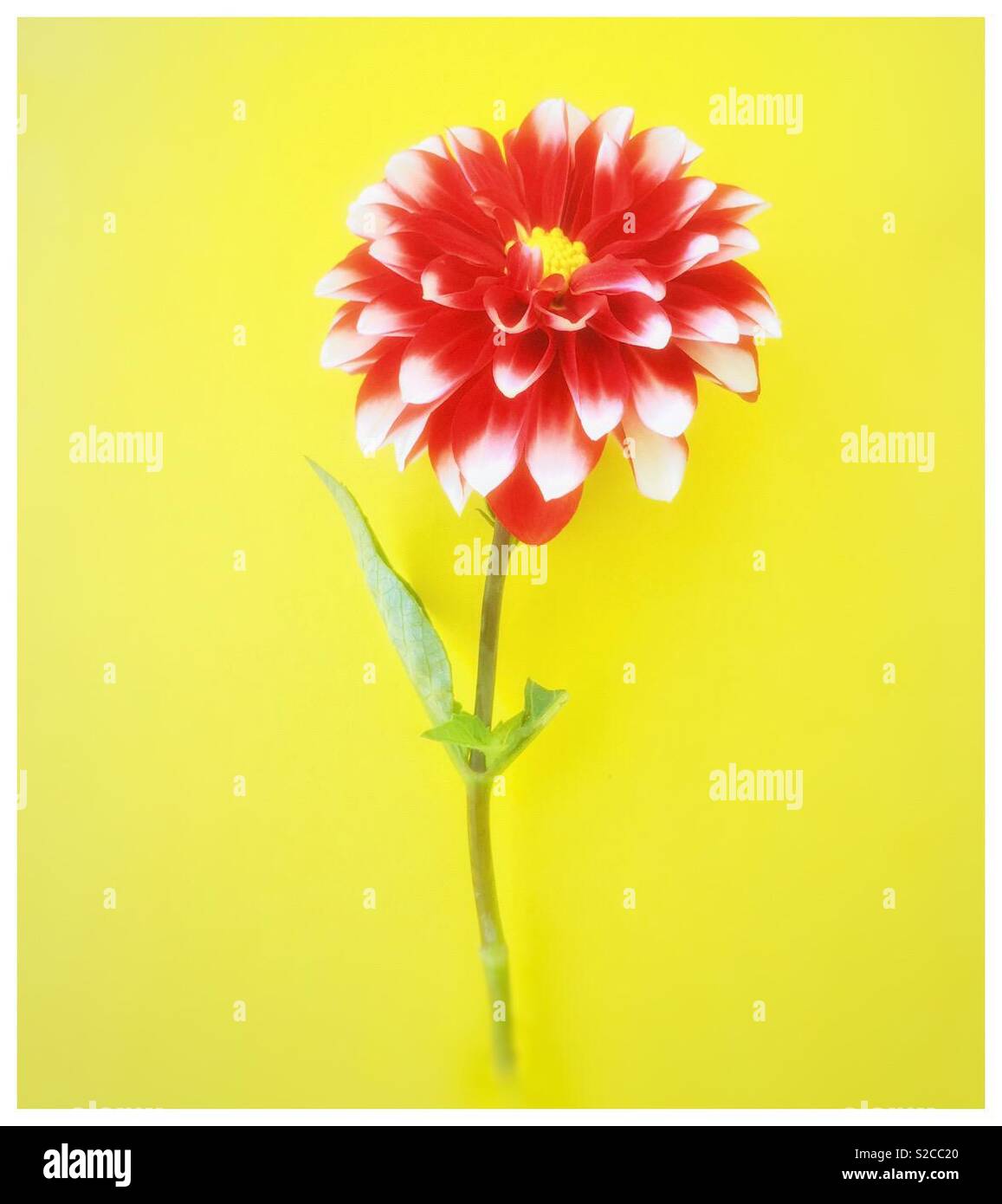 Read Dahlia - Smartphone Captured Stock Image