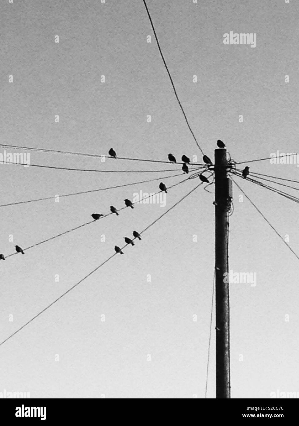 Starlings on telephone wires Stock Photo