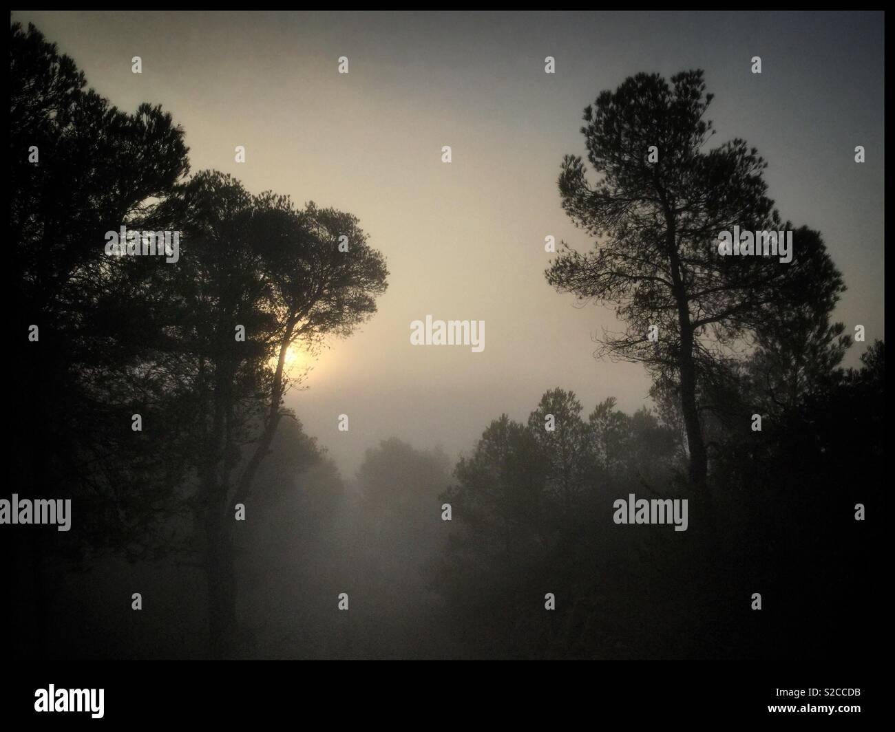 Misty autumnal morning, Catalonia, Spain. - Smartphone Captured Stock Image