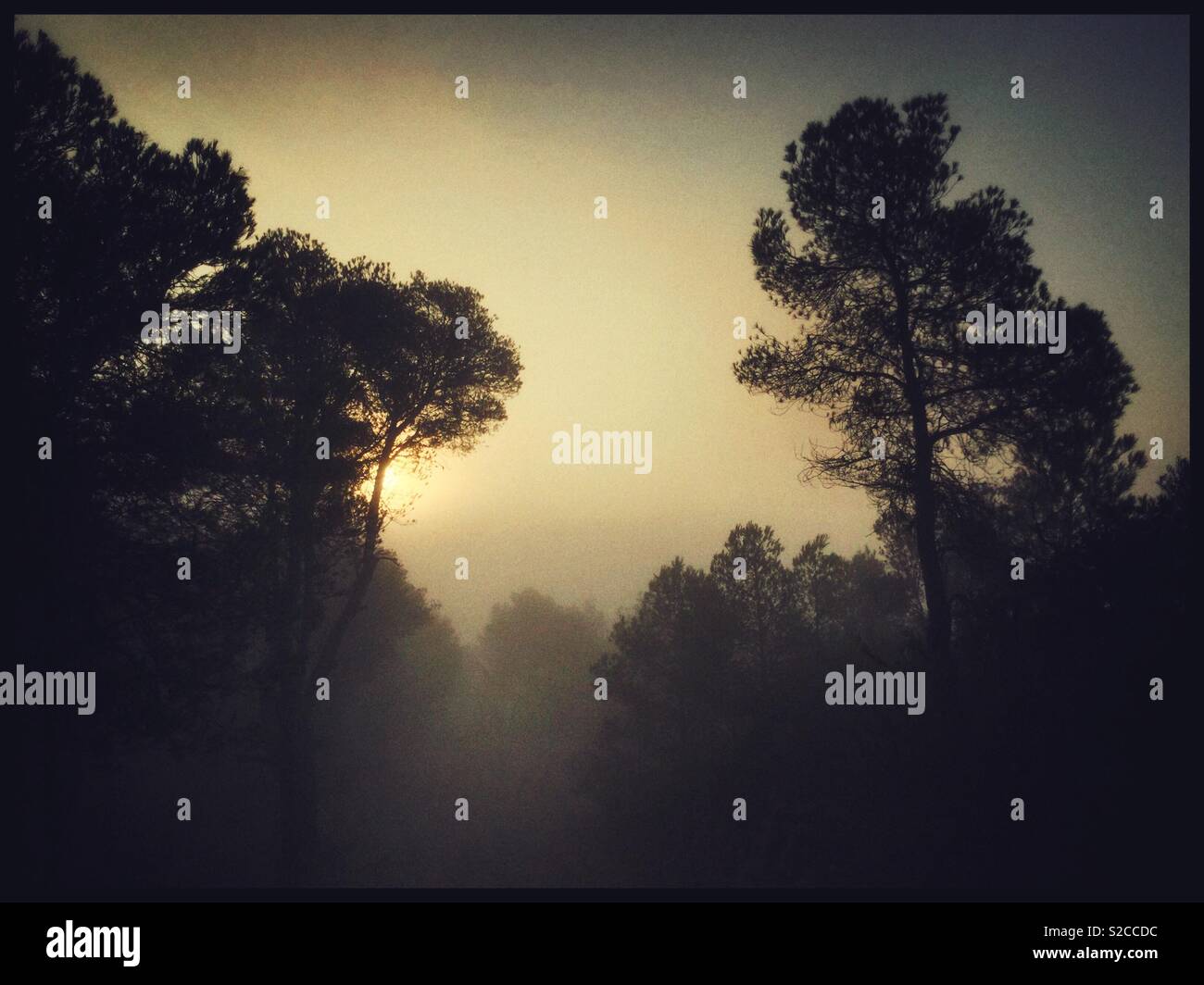 Misty autumnal morning, Catalonia, Spain. - Smartphone Captured Stock Image