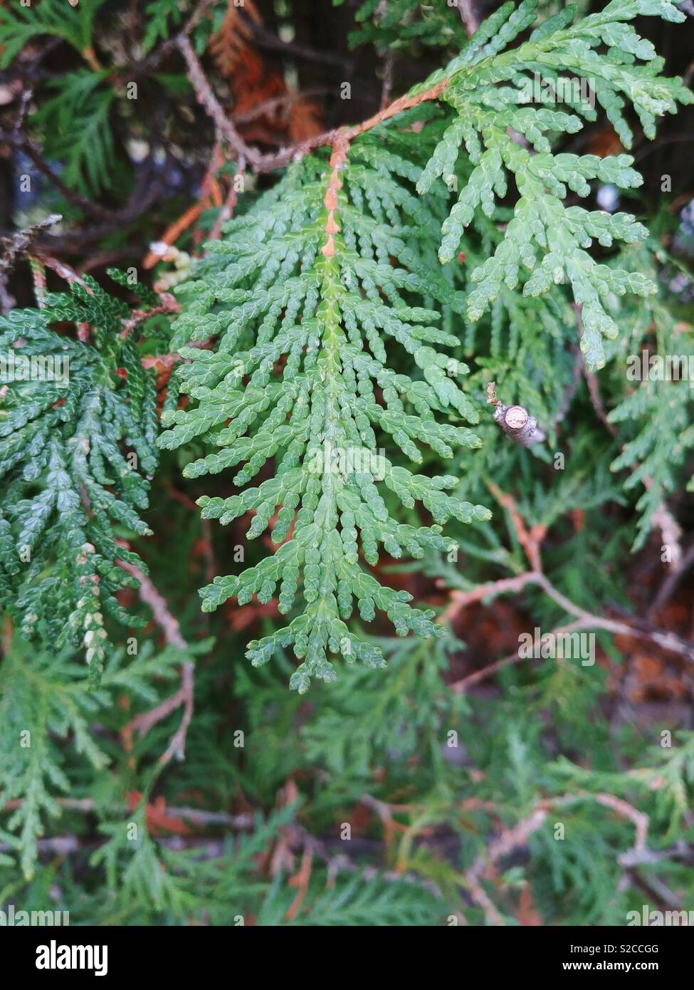 Green cedar leaves Stock Photo
