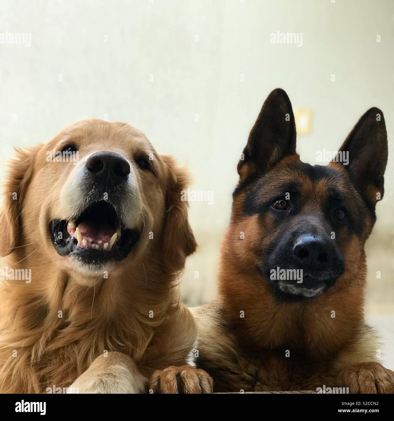 Dogs in the window, friend dogs, german Shepherd and golden retriever smile  Stock Photo - Alamy