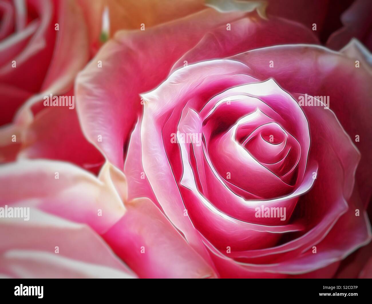 Closeup of a hot pink rose Stock Photo