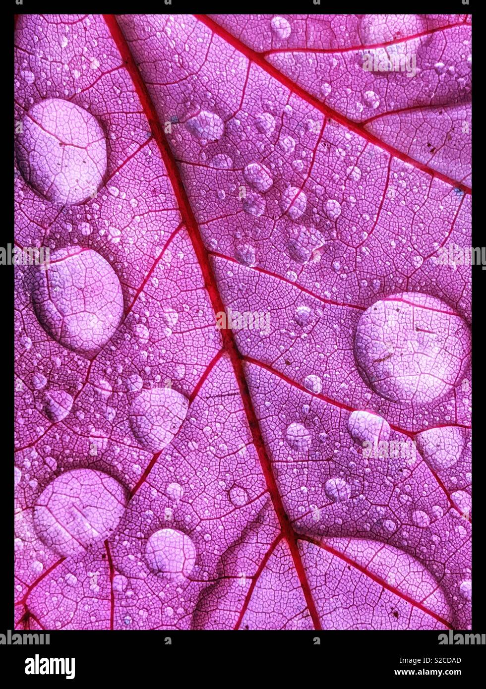 Underside of a maple leaf with dew droplets - Smartphone Captured Stock Image
