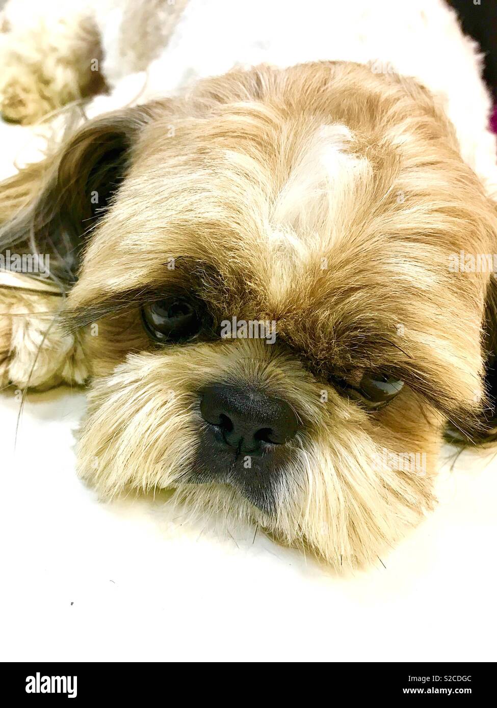 thoughtful look - Smartphone Captured Stock Image