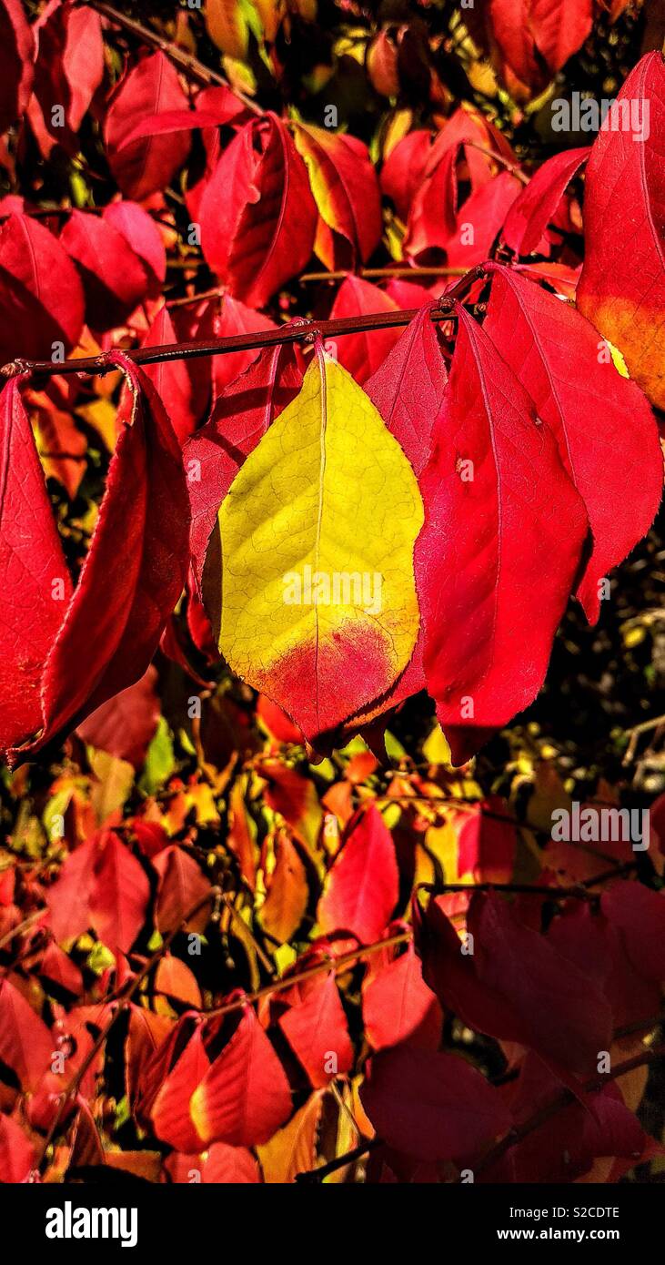 Beautiful red and green leaves in the fall season - Smartphone Captured Stock Image