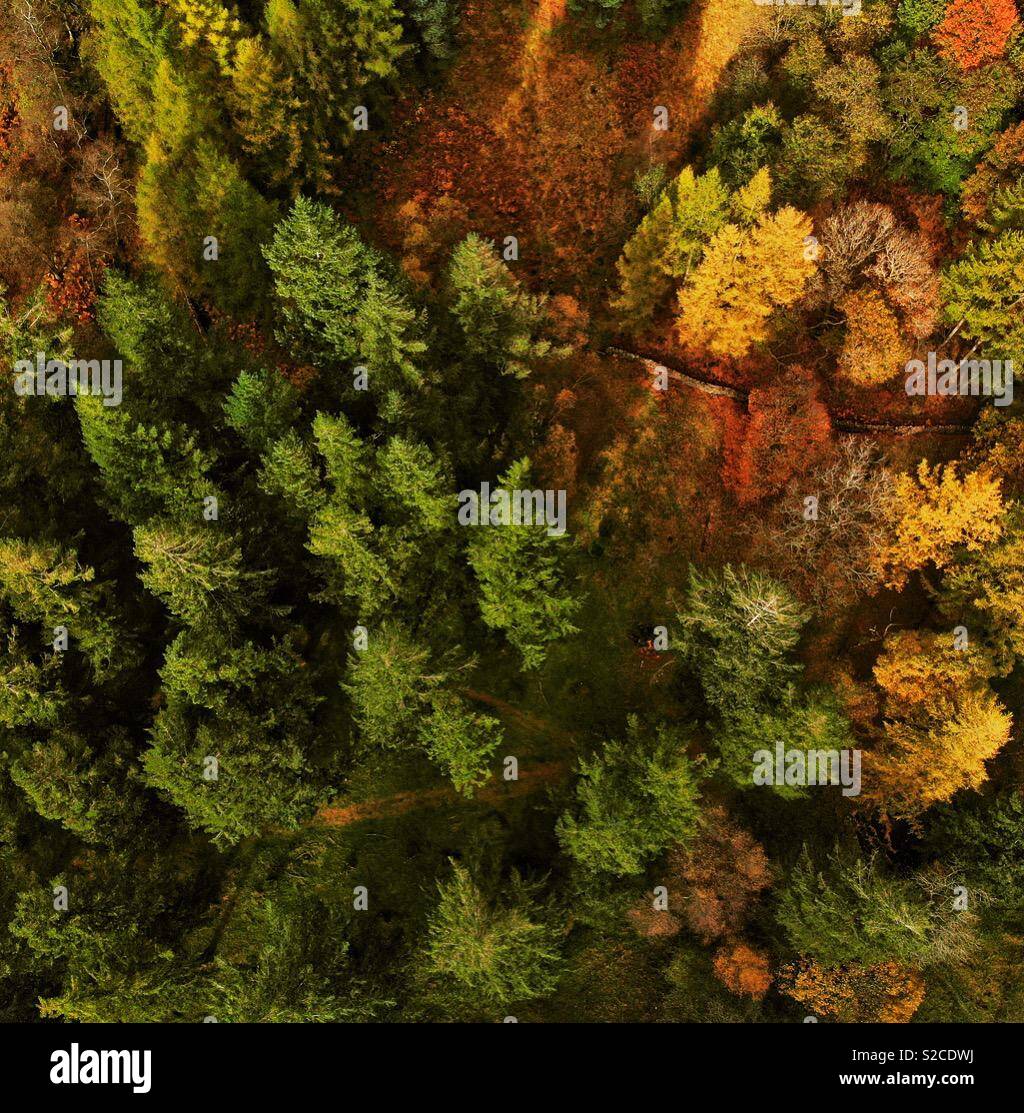 Aerial shot looking down at trees in autumn. - Smartphone Captured Stock Image