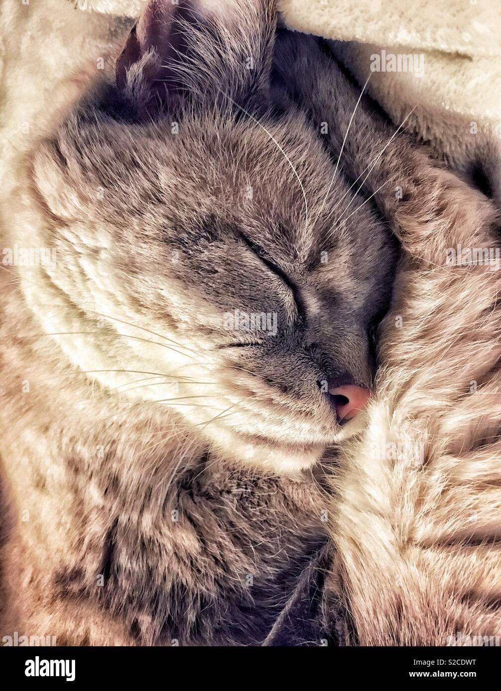 Lynx point Siamese cat sleeping in a ball with head on back legs Stock Photo