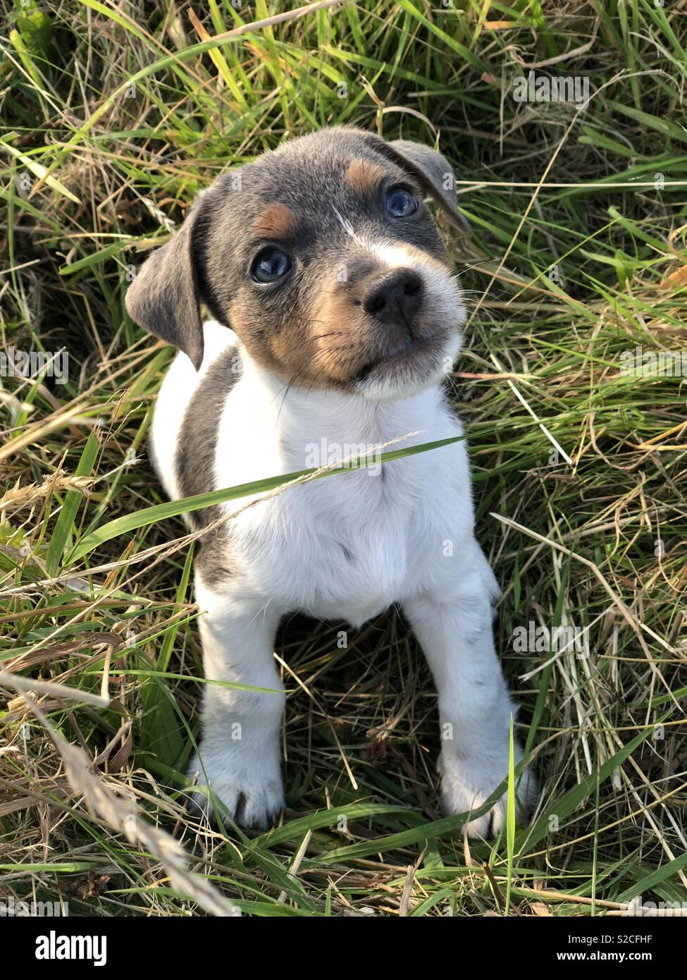 blue jack russell