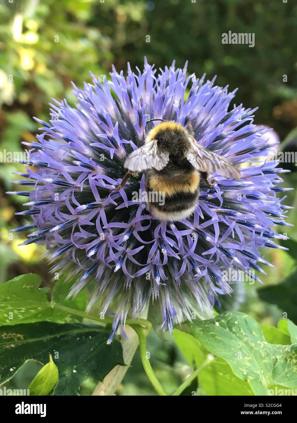 Bumblebee on alium flower Stock Photo