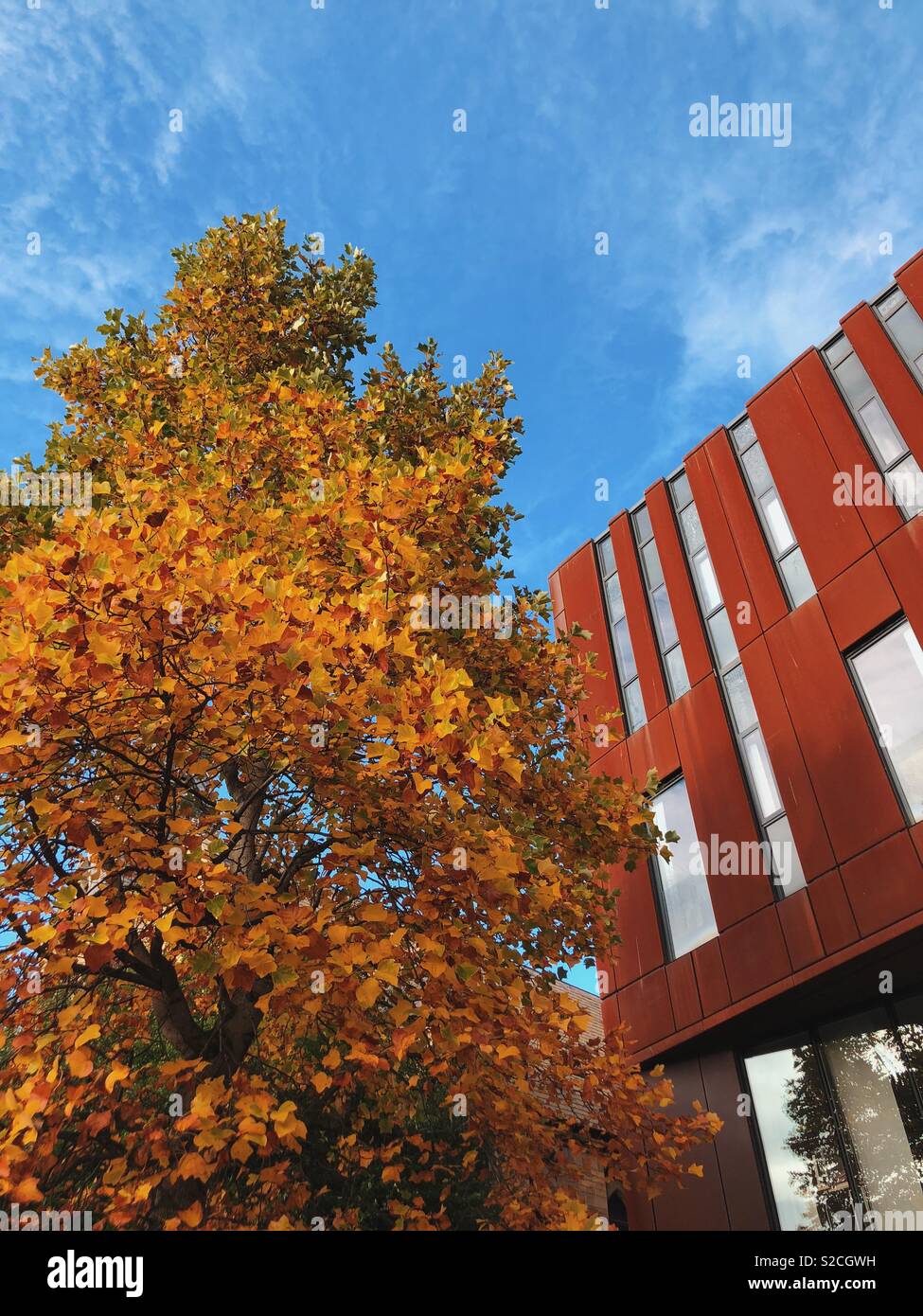Contemporary building with tree and blue sky in autumn Stock Photo