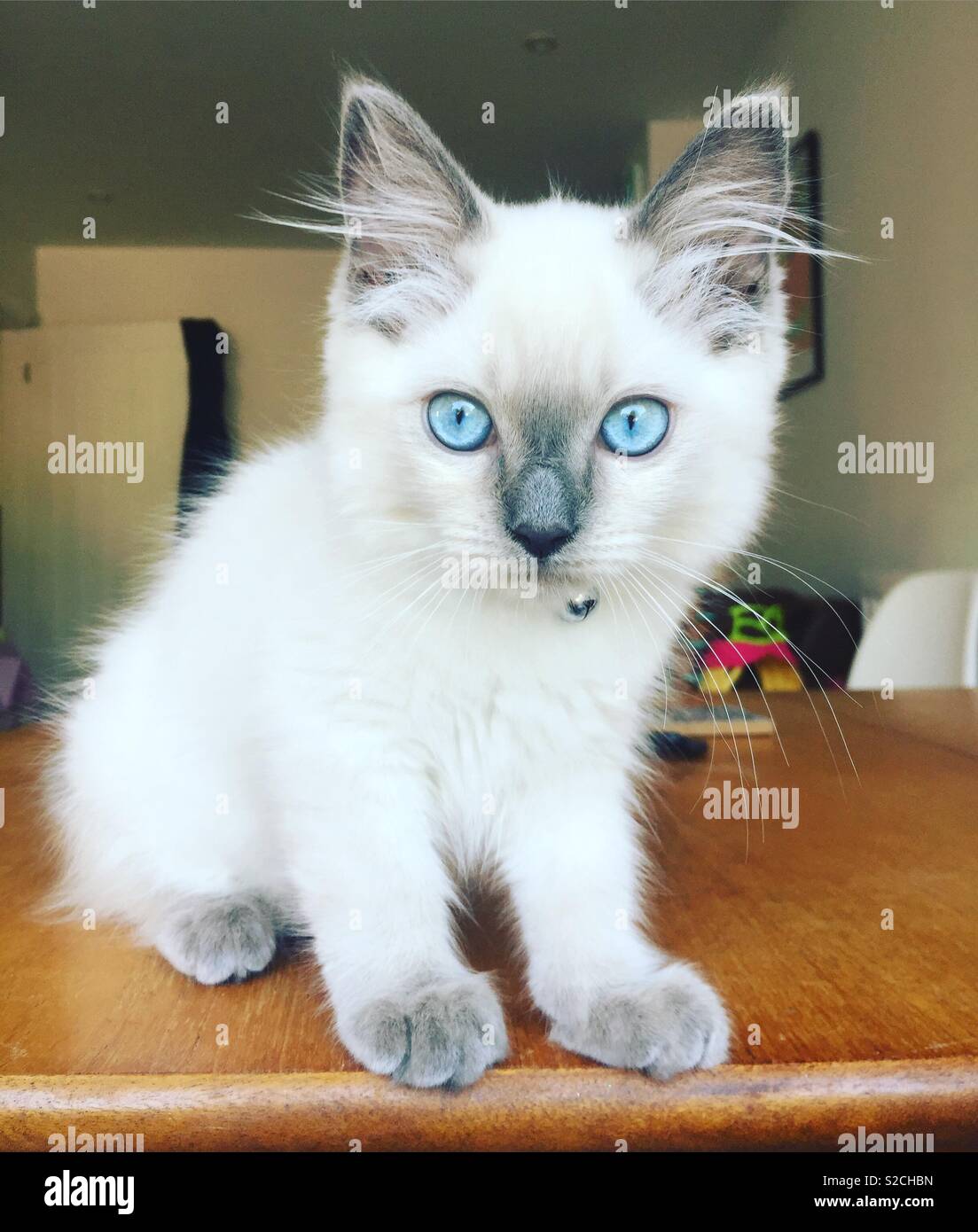 white ragdoll kitten with blue eyes