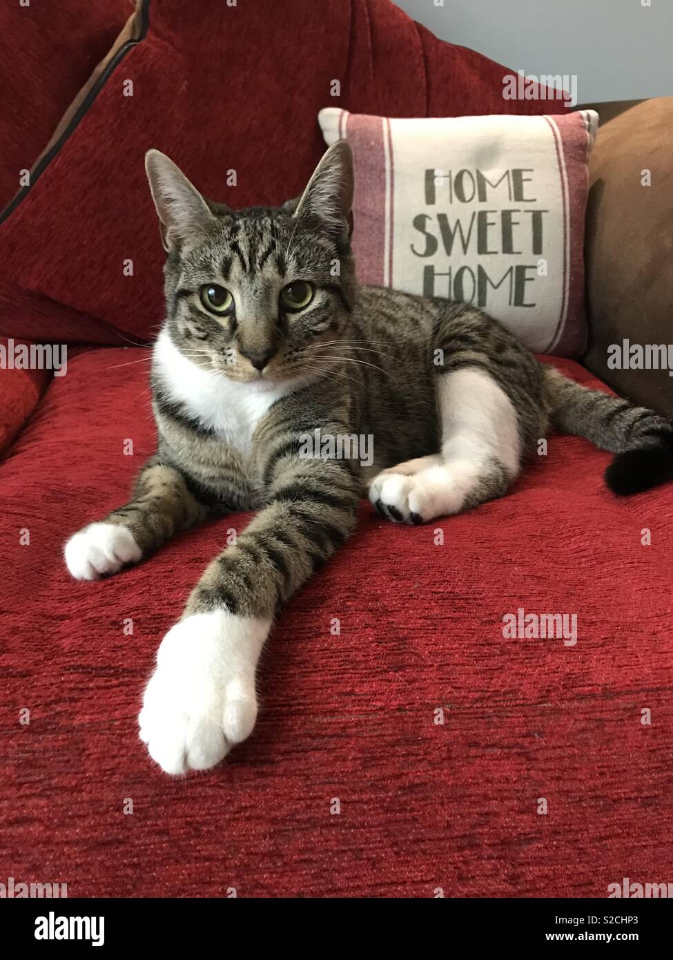 Cat home sweet home Stock Photo Alamy