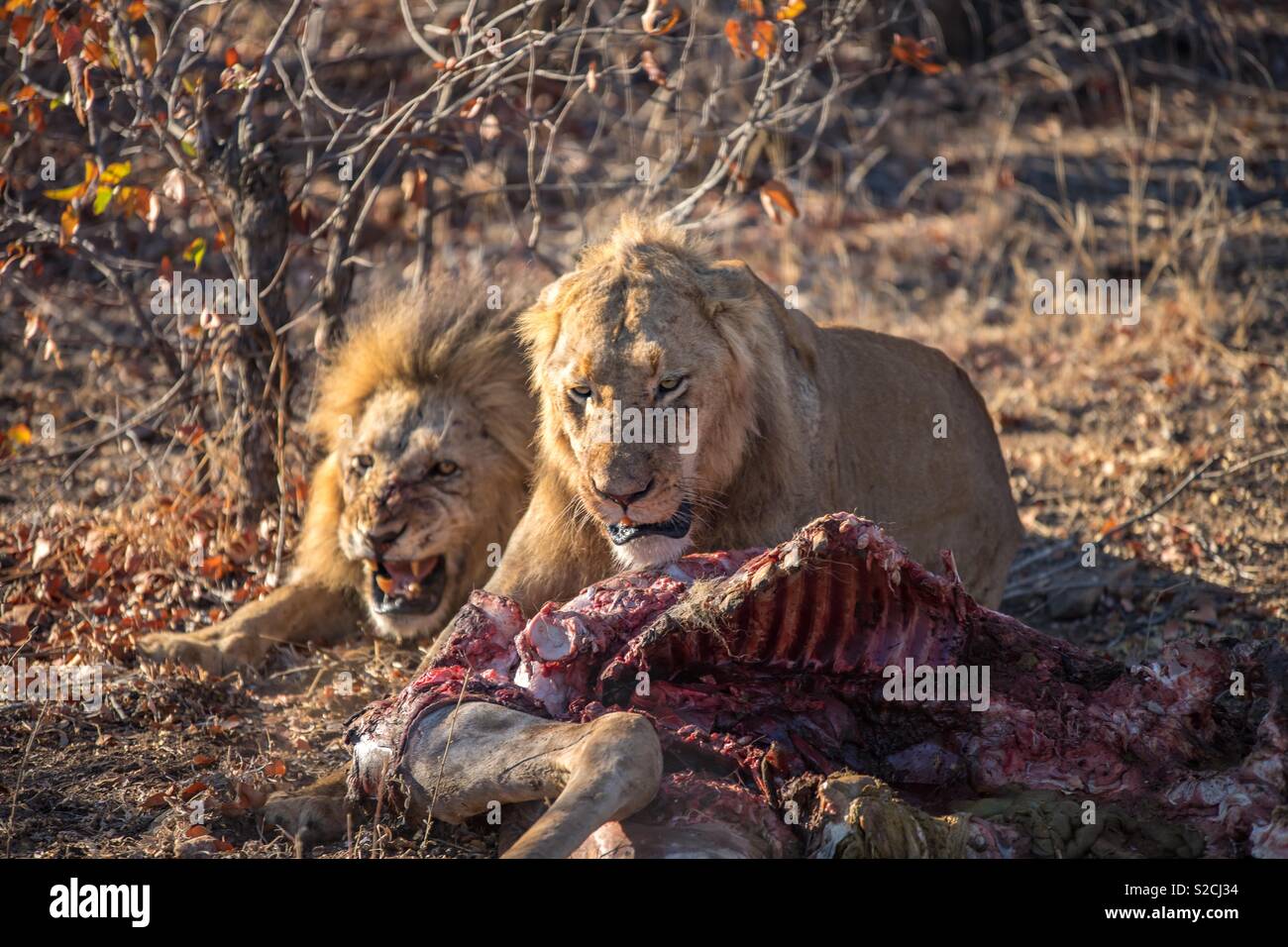 Hangry male lion waiting his turn for his feed! Stock Photo