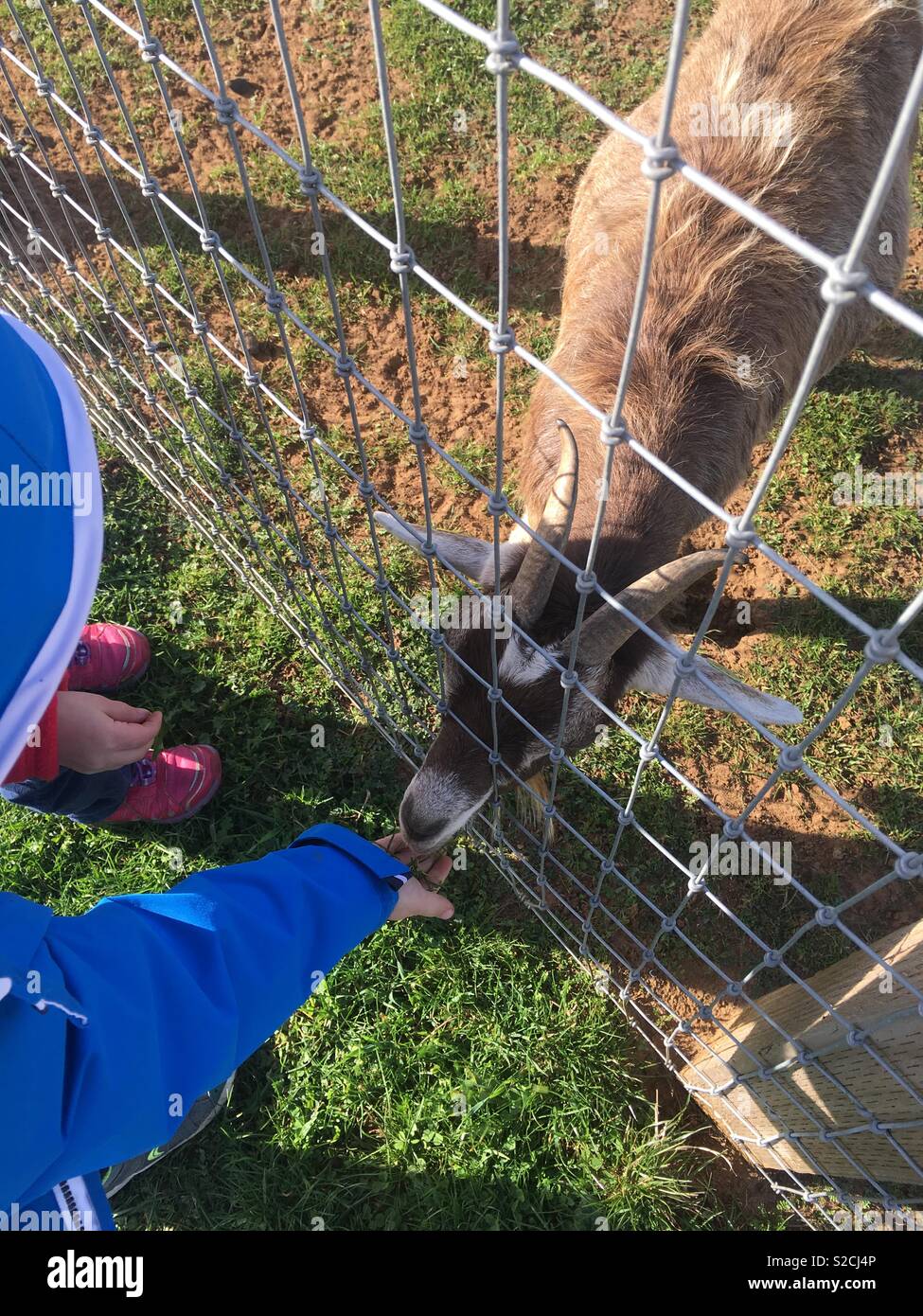 Pygmy goat feeding Stock Photo Alamy