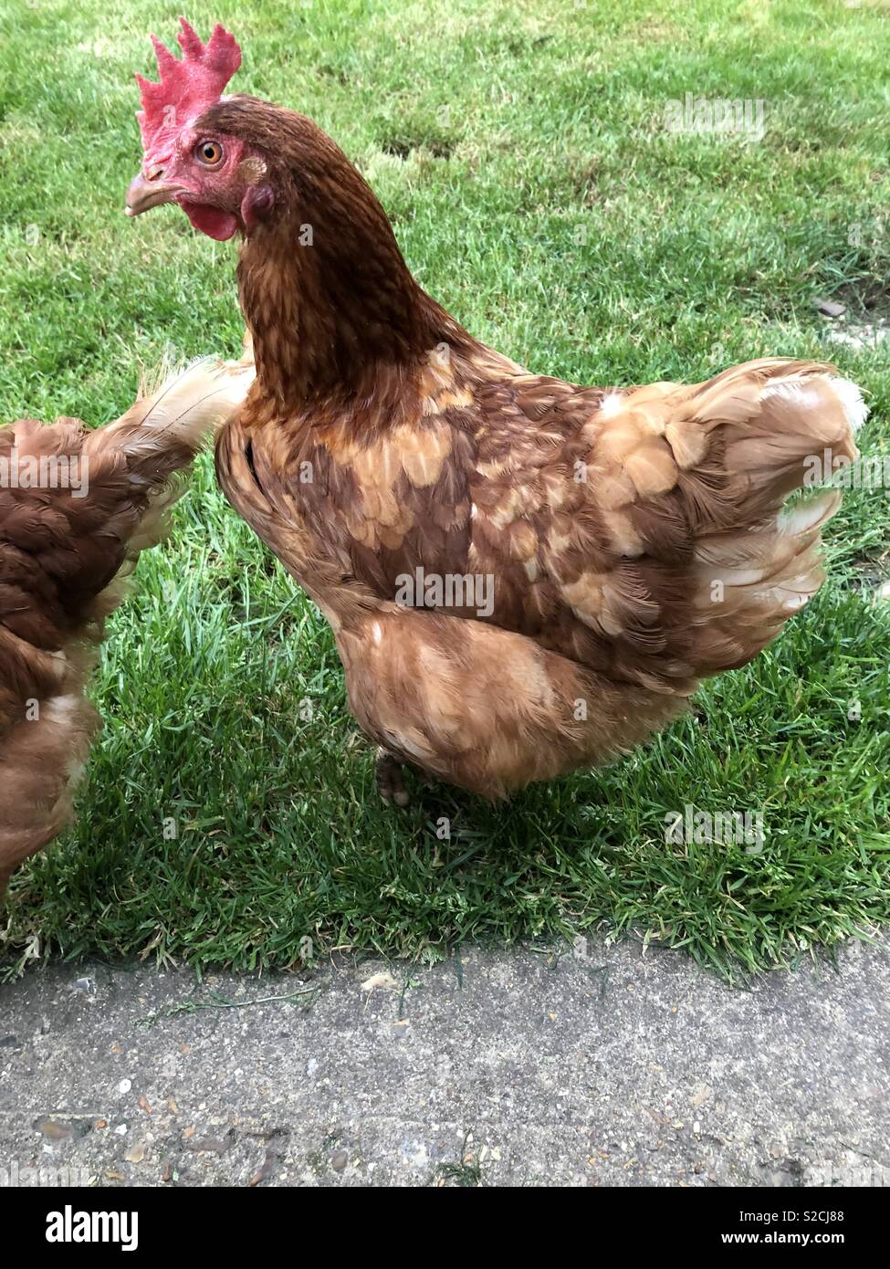Ex battery Hens Stock Photo Alamy