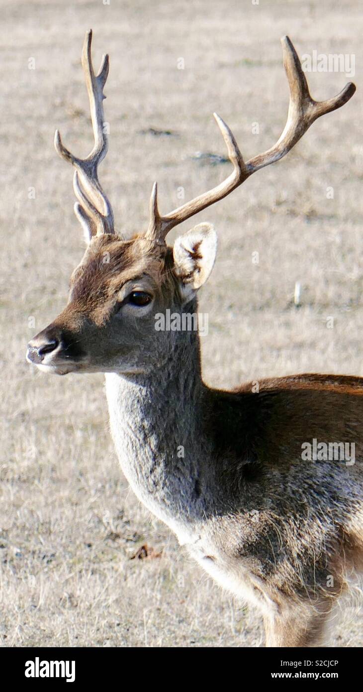 Picture of a dear online