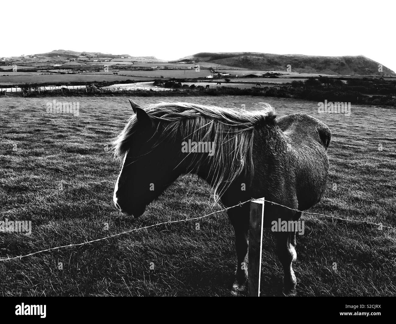 Old farm horse near Rhiw 2018 Stock Photo Alamy