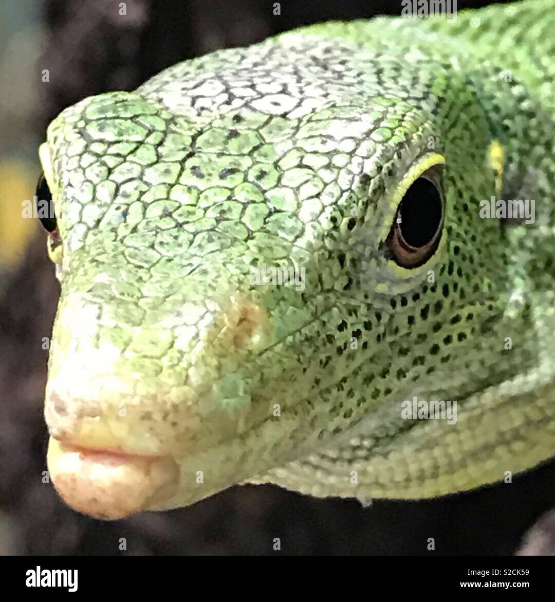 Green lizard Stock Photo