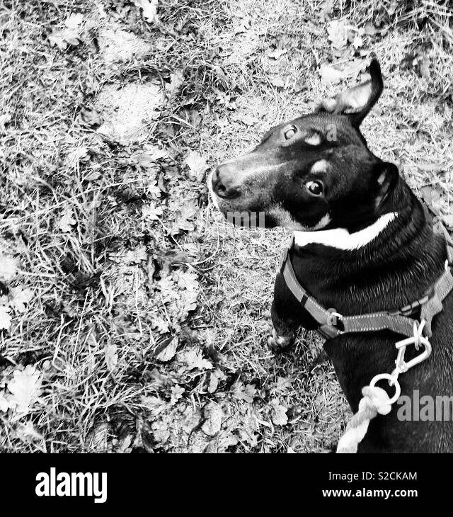 Autumn Dog Walk Stock Photo Alamy