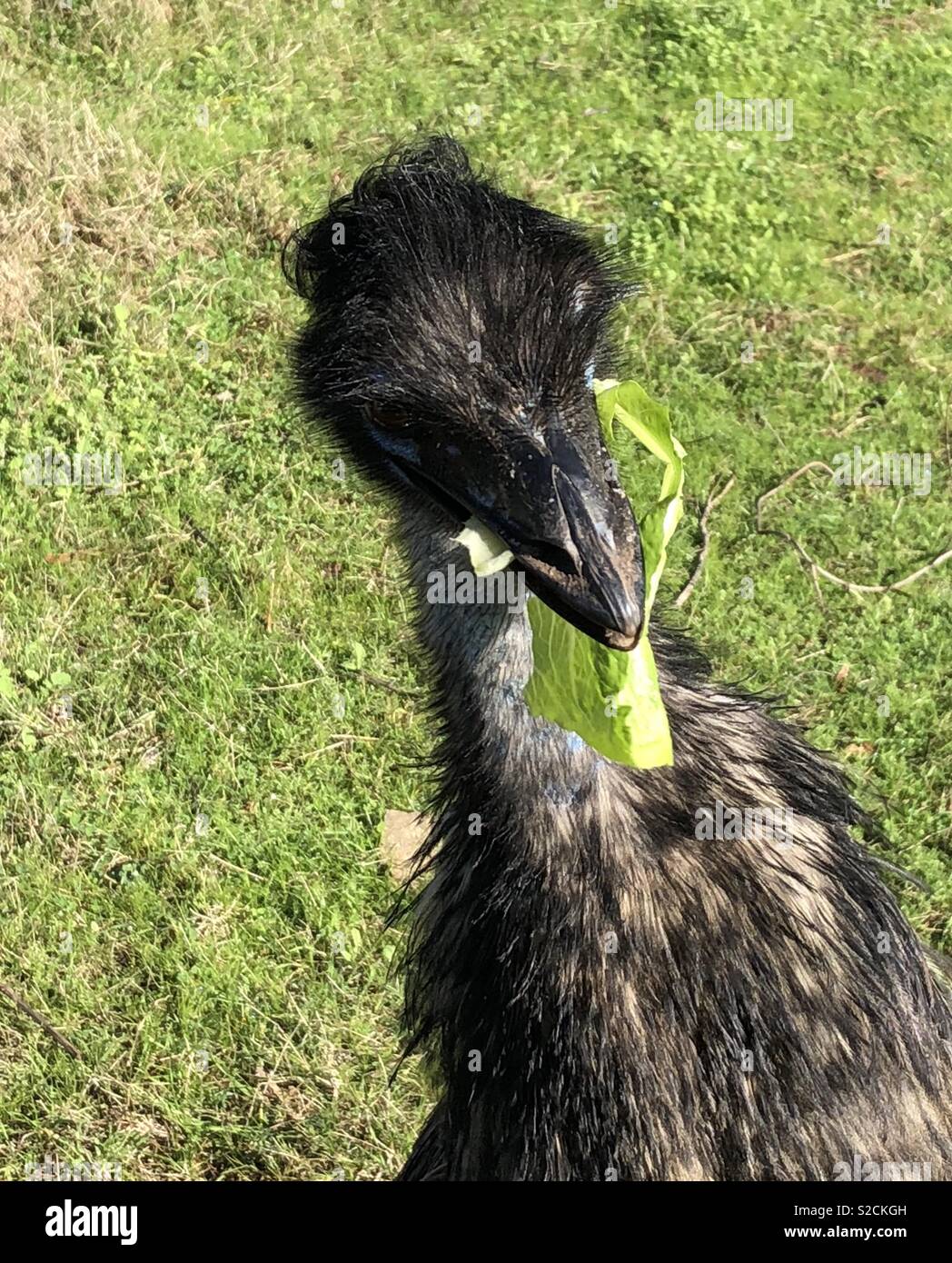 Emu eating lettuce Stock Photo