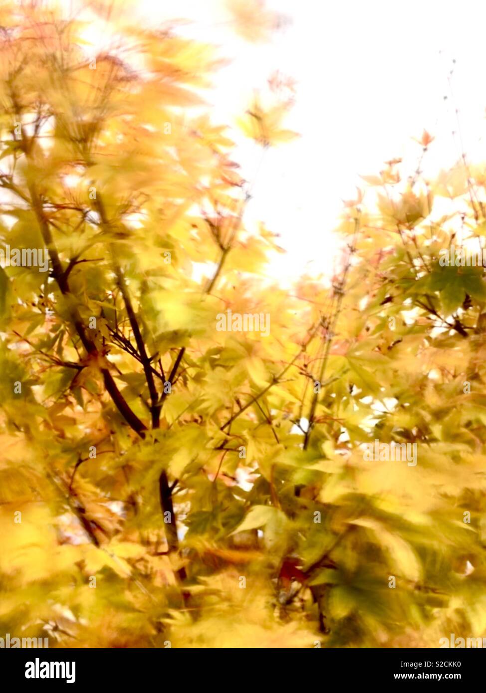Leaves blowing in the wind autumn hires stock photography and images Alamy