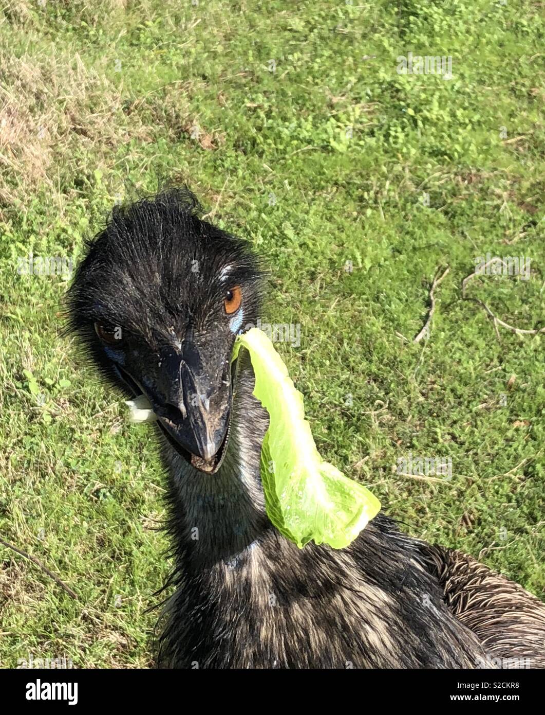 Emu with meerschaum Stock Photo