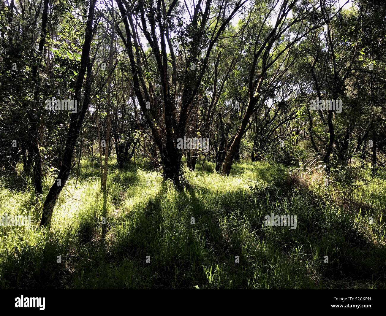 Coastal scrub/rainforest, long grass glowing in the spring sunlight; in the middle of land proposed for development, at Iluka, NSW, Australia. Stock Photo