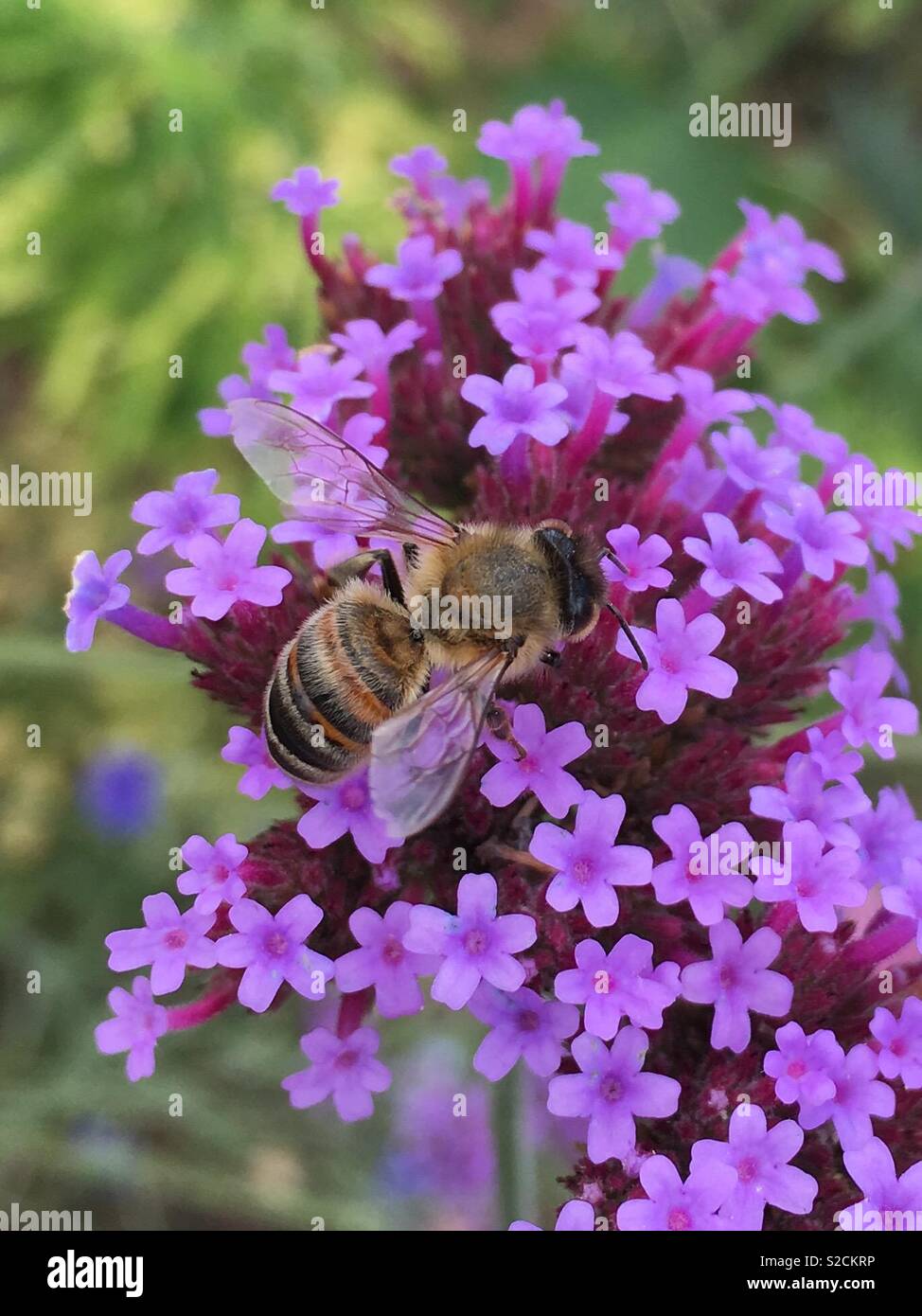 Honey bee on verbena Stock Photo Alamy