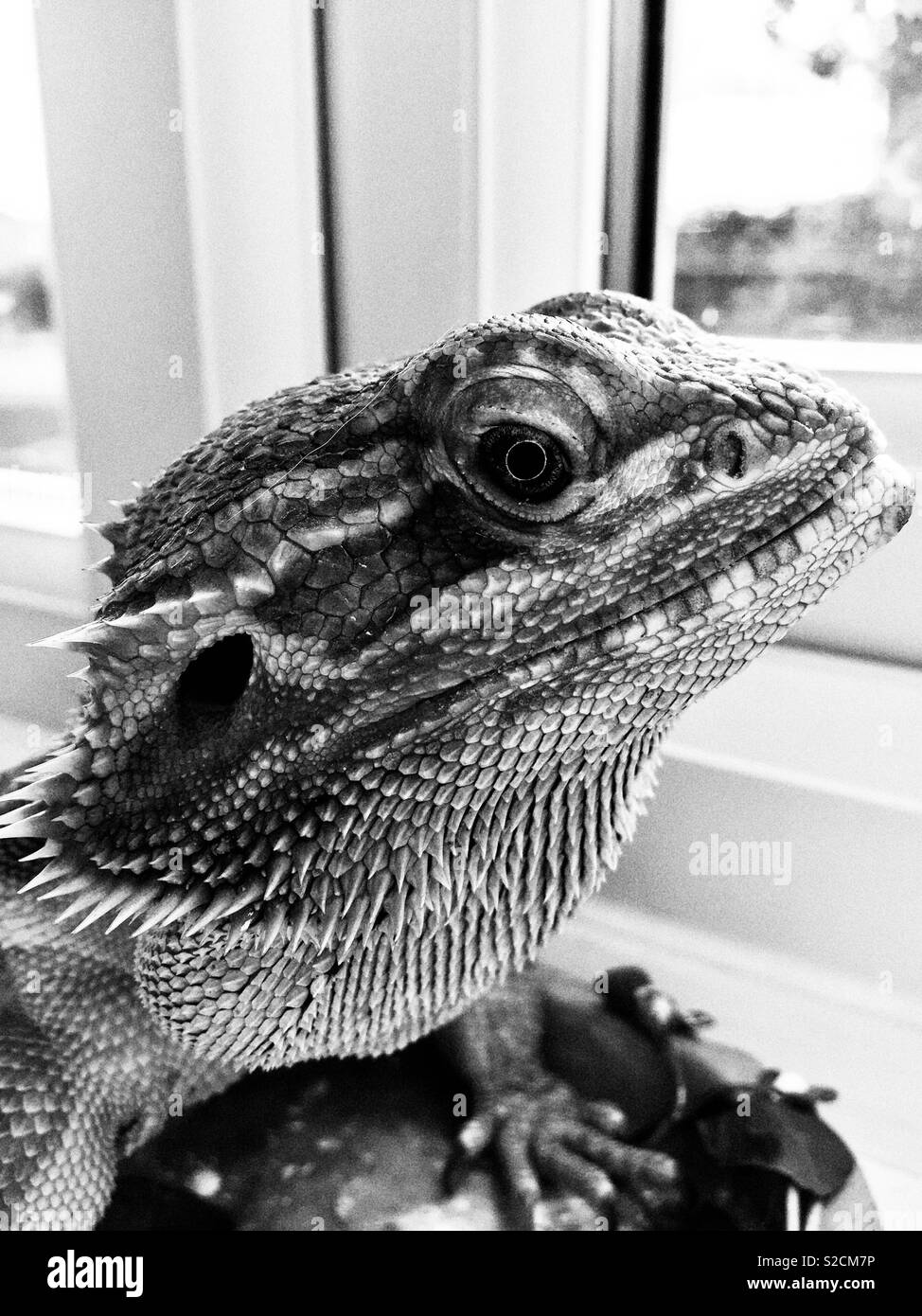 Black and white bearded dragon Black and White Stock Photos & Images