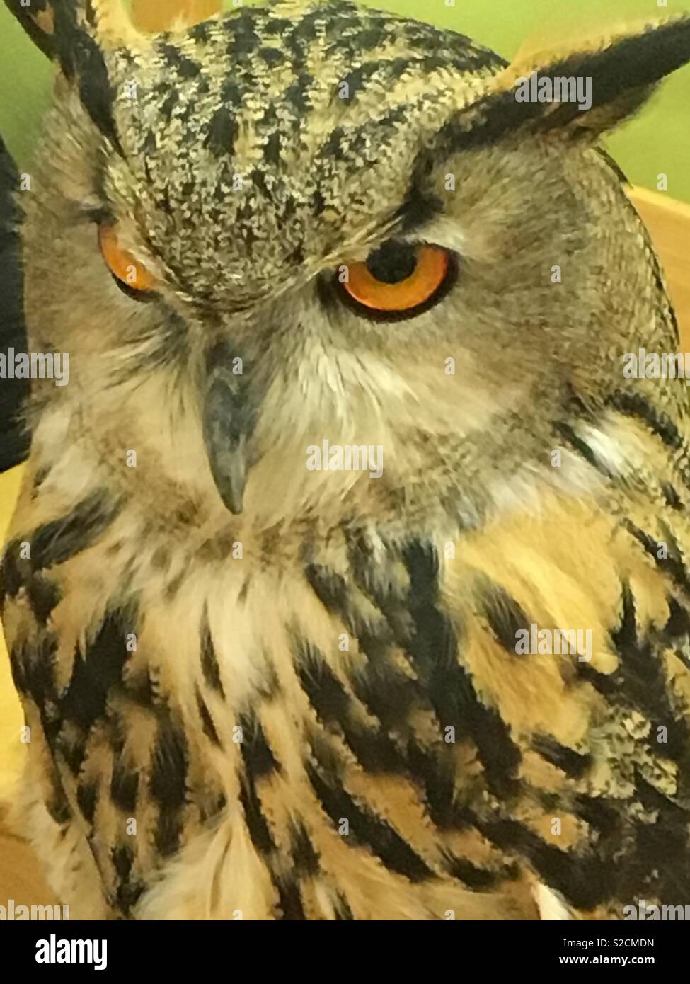 Wise owl hi-res stock photography and images - Alamy