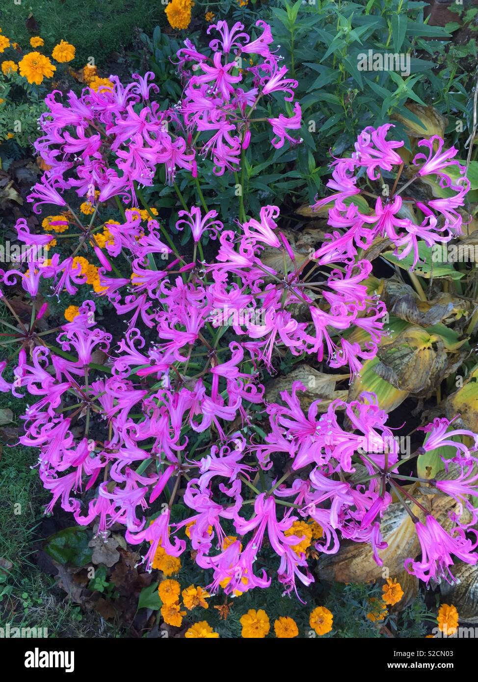 Pink Autumn Nerines Stock Photo Alamy