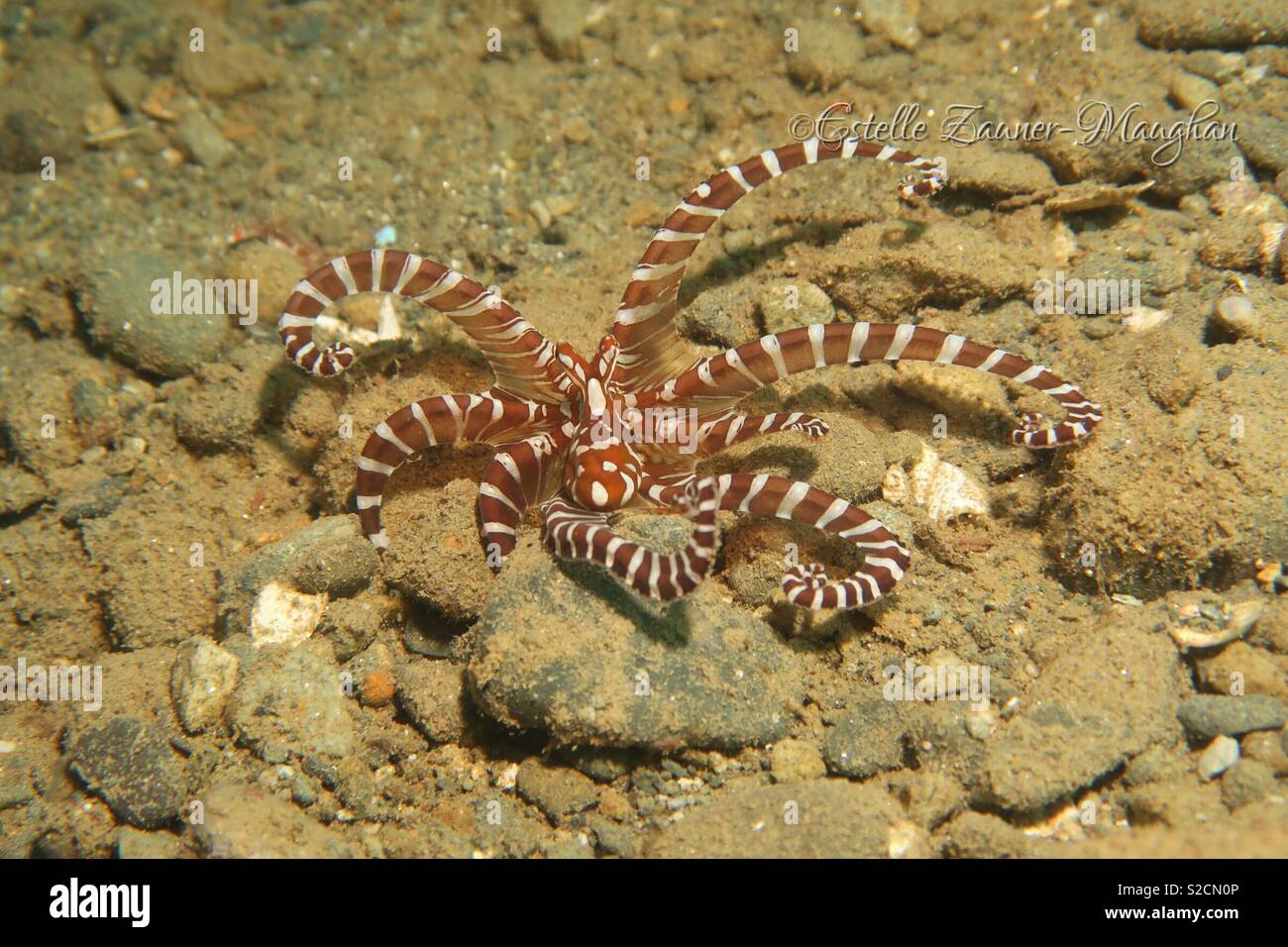 Wonderpus in Ambon, Indonesia - Smartphone Captured Stock Image