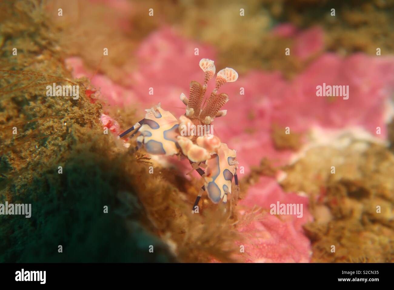 Harlequin shrimp Ambon Indonesia - Smartphone Captured Stock Image