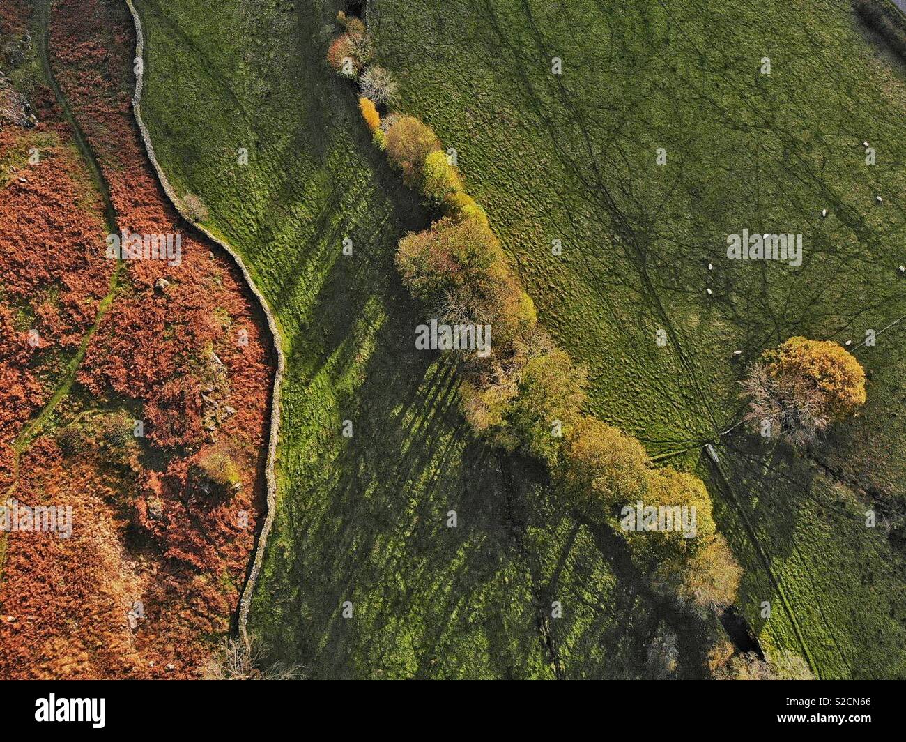 Aerial shot of a field in autumn with sheep and a dry stone wall - Smartphone Captured Stock Image