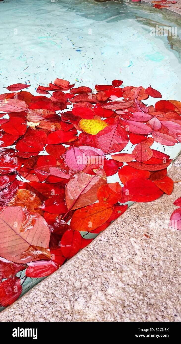 Water red leaves hi-res stock photography and images - Alamy