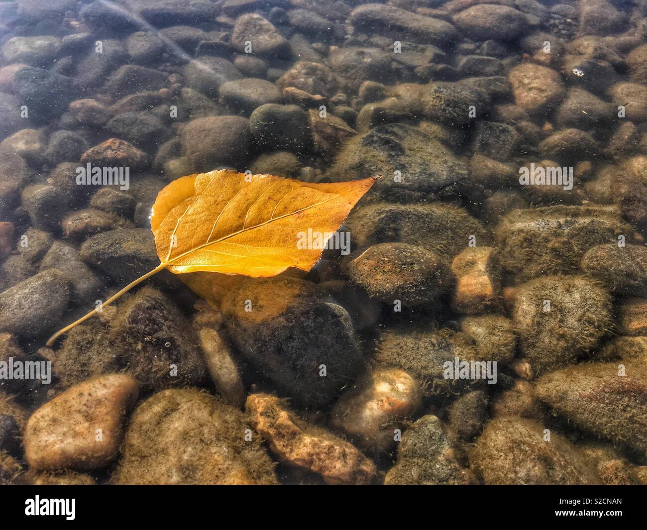 Yellow leaf floating on shallow clear lake water with rocks underwater visible. - Smartphone Captured Stock Image