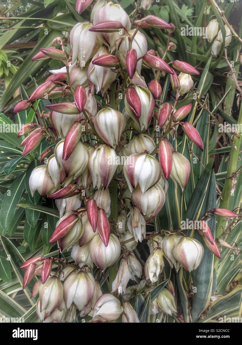 Flowers of Yucca ‘Bright Star’ Stock Photo