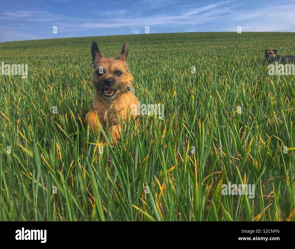 Border terrier jumping through long grass hires stock photography and images Alamy