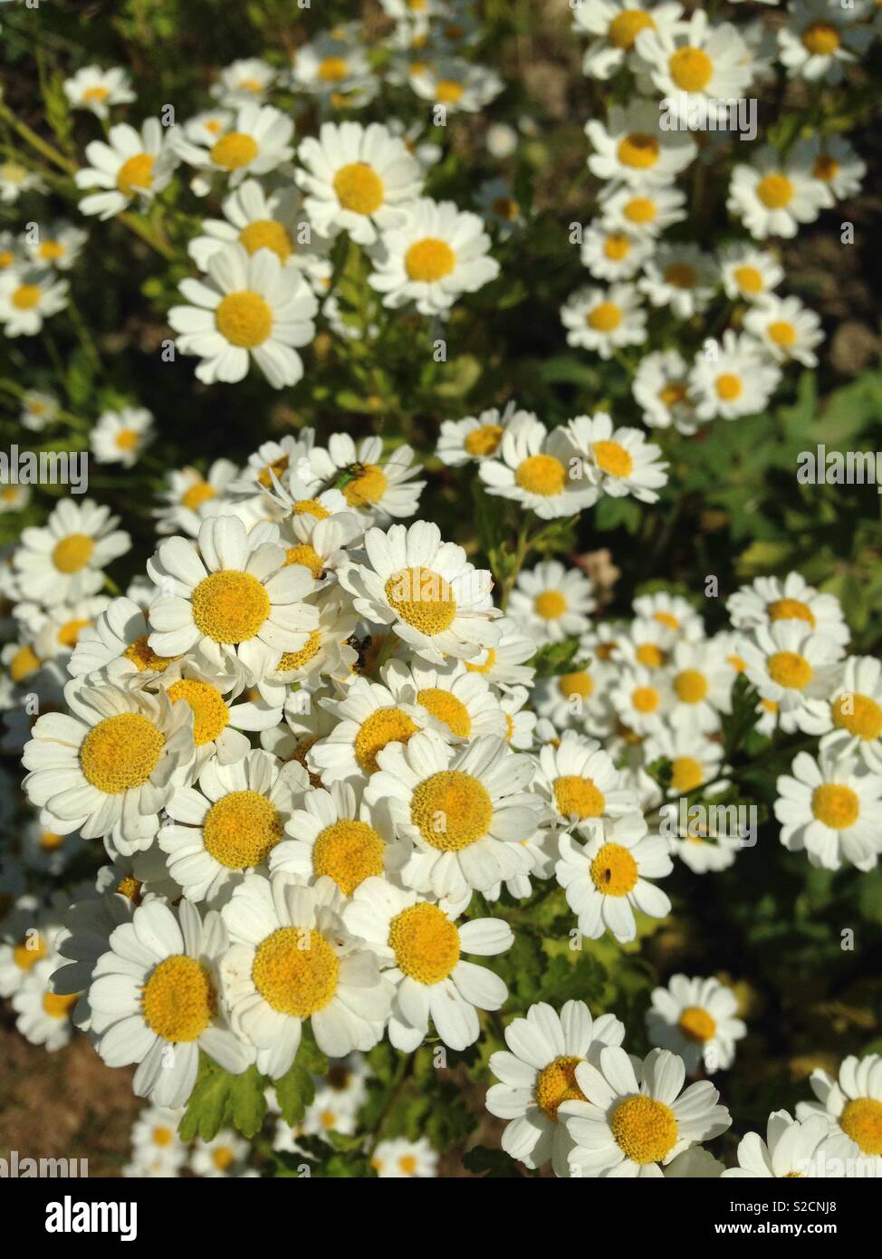 Tanacetum parthenium, Feverfew Stock Photo