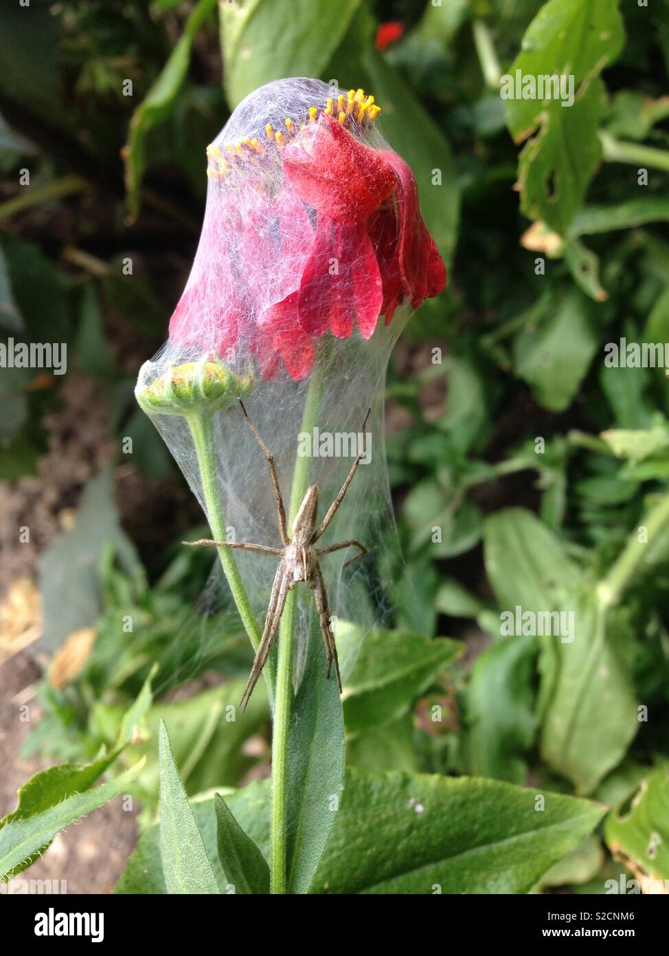 Nursery web spider on Helenium Moerheim Beauty - Smartphone Captured Stock Image